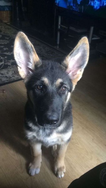 Puppy Foundation