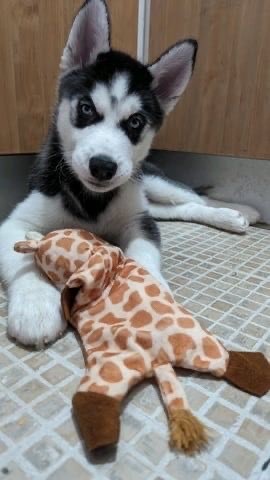Puppy Plus