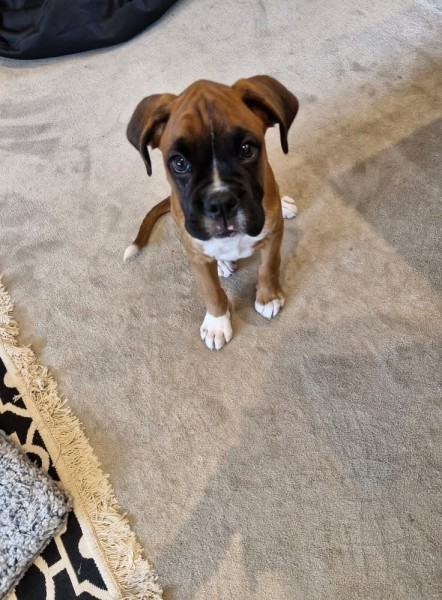 Puppy 1-2-1 Training