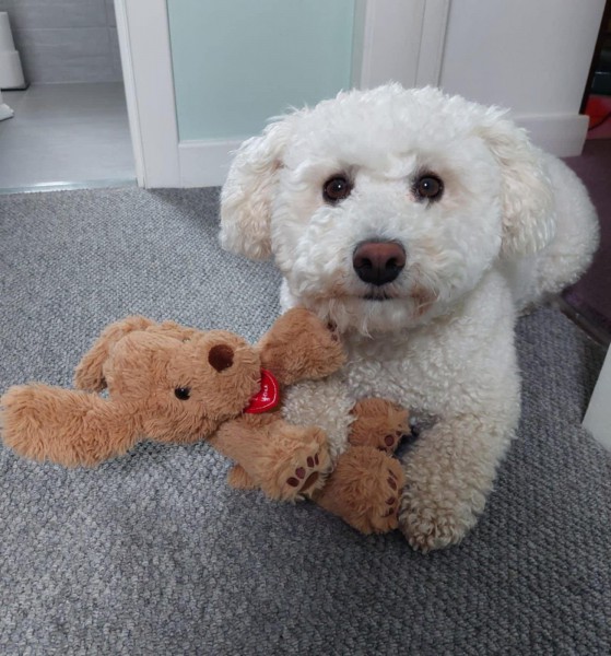 Puppy 1-2-1 Training